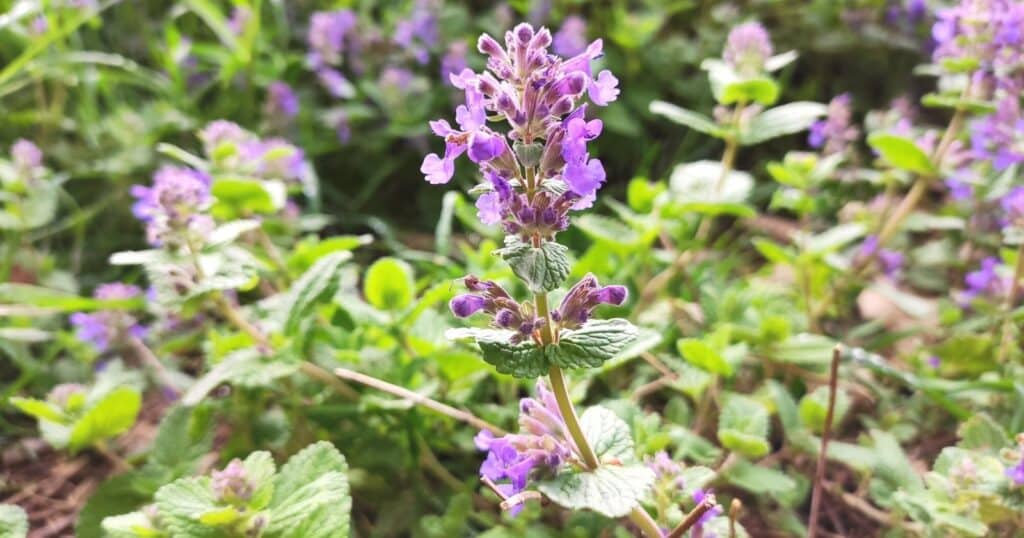 Tall flower stem with a cluster of small purple flowers clustered around the top of the stem. Leaves have deep veins on the and scalloped edges.
