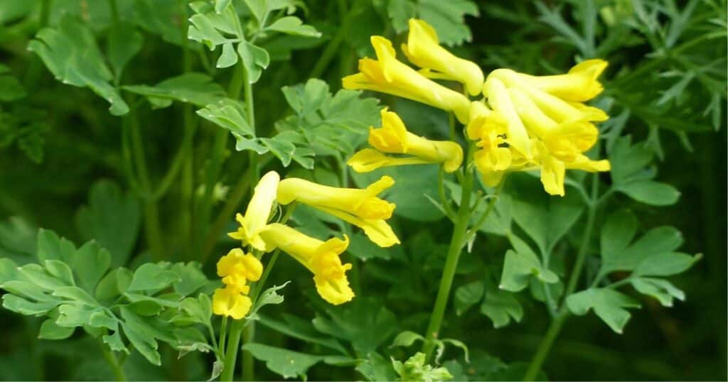 A tall green stem with about eight trumpet shaped, yellow flowers clustered at the top of the stem. Small green, long, heart shaped leaves surrounding the flowers.