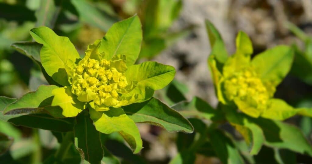 Close up of a green flower with layers of pointy, green shaped leaves and a cluster of tiny yellow flowers in the center.