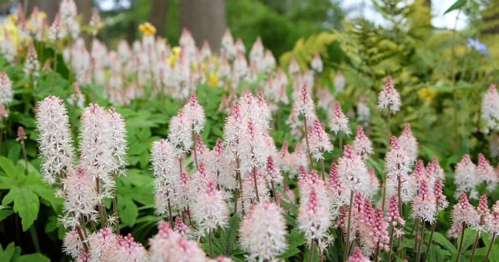 A field of tall light pink flower clusters. Each flower stem has tiny light pink star shaped flowers growing up the stem, with tiny dark pink buds clustered into a point at the top.