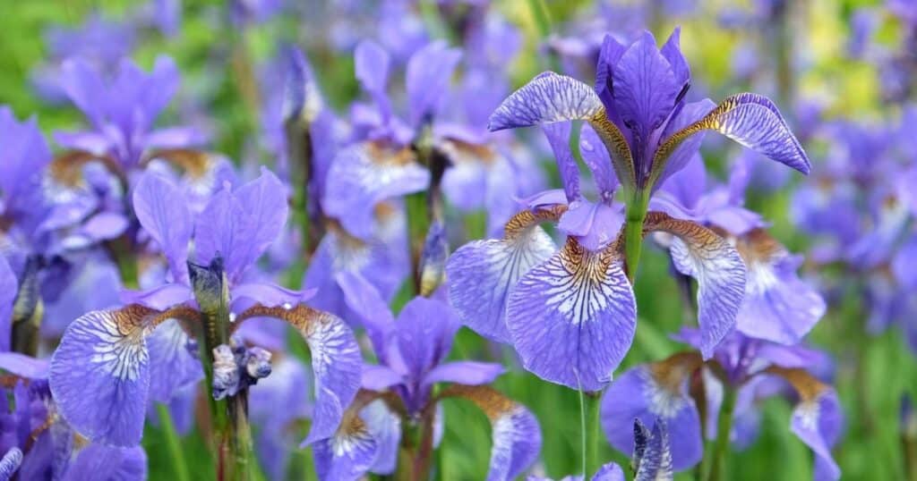 Field of purple flowers. Each flower sits on top of long green stems. Flowers have long, oval shaped, purple petals the fan out. At the center of each flower it fades to white to brown. Veining throughout each petal.