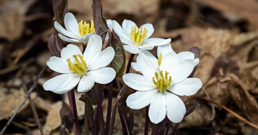 Close up of four white flowers growing low to the ground, with dark purple stems and leaves. Each flower have eight white, oval shaped petals that slightly overlap. In the center of the flower there are  eight tall, thick yellow stamen growing straight up.
