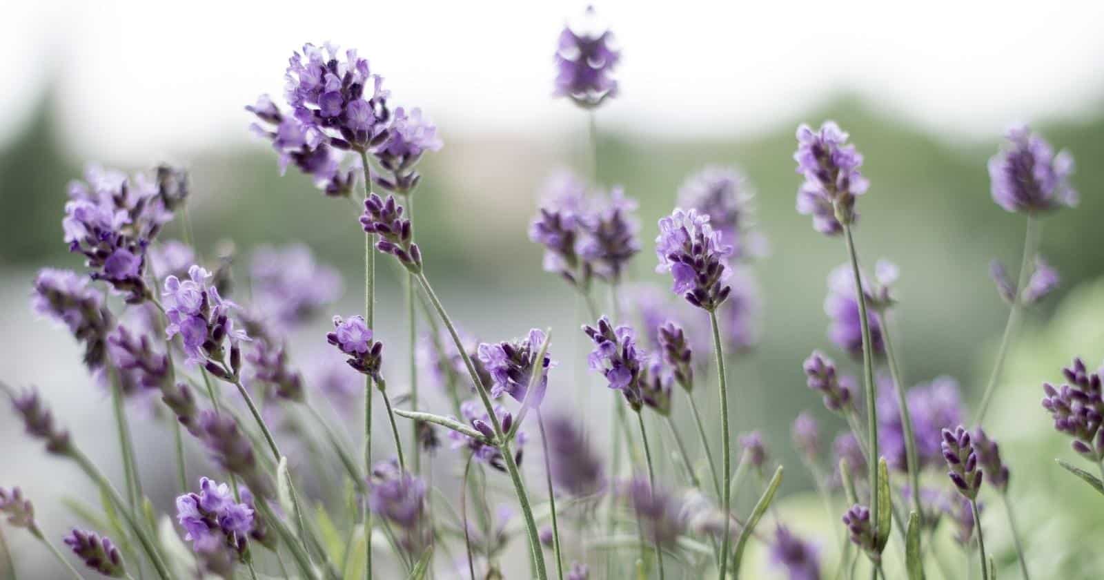 Does Lavender Come Back Each Season, or Does it Die Off in the Winter?