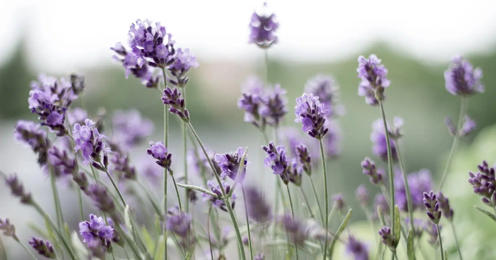 Lavender Plant