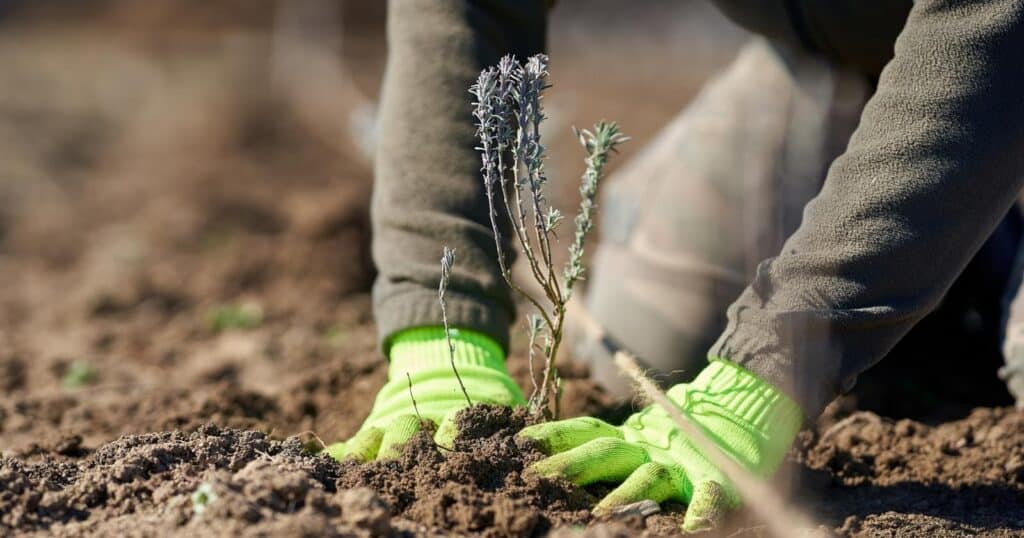 Two hands with bright green gloves planting a plant in the dirt.