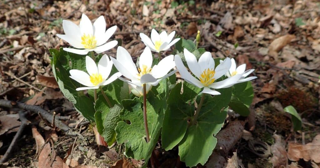 Cluster of six white flowers growing up out of the ground. Each flower has eight pointy white petals and yellow stamen in the center. Big green leaves around the base of each flower.