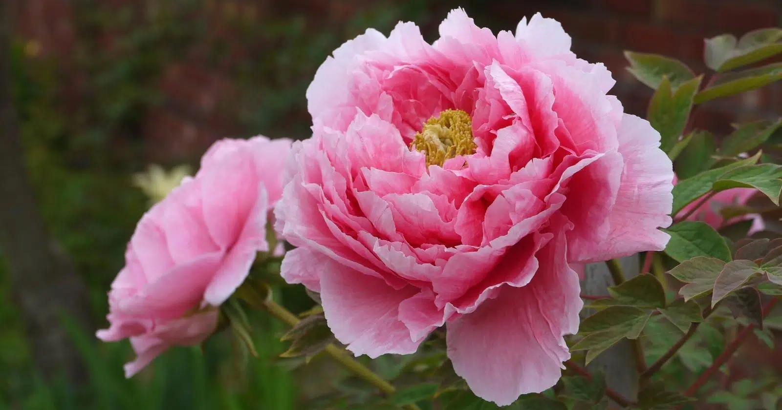 Spring Blooming Perennial Flowers