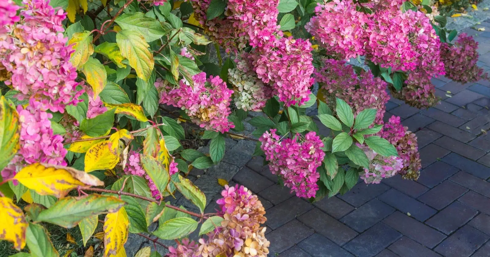 Wilted Dying Hydrangea