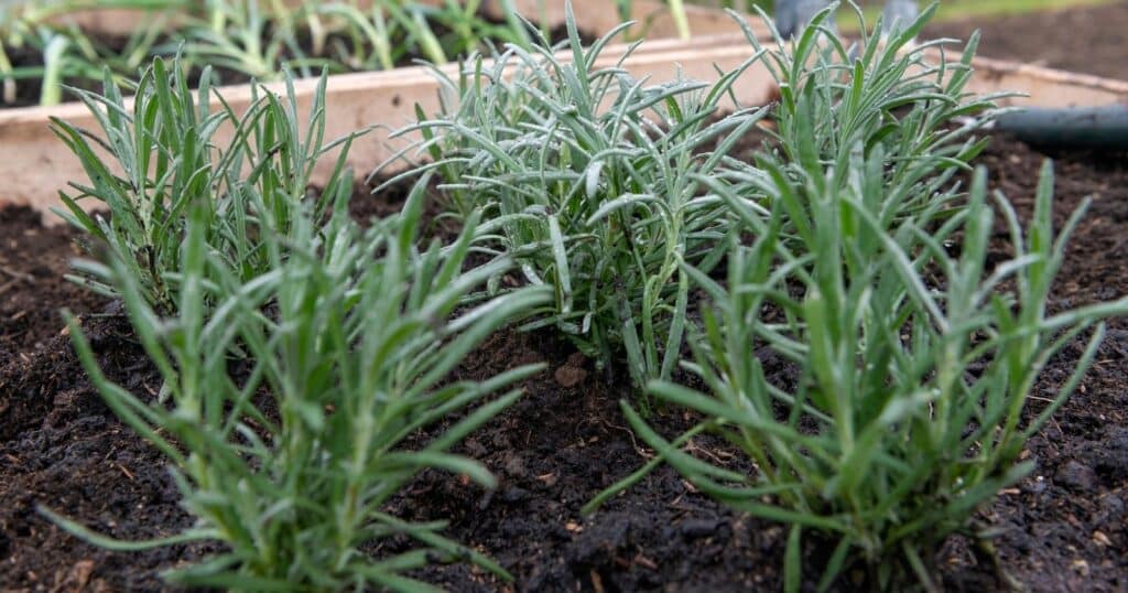 Little green spiked looking bushes planted in a dirt flower bed.