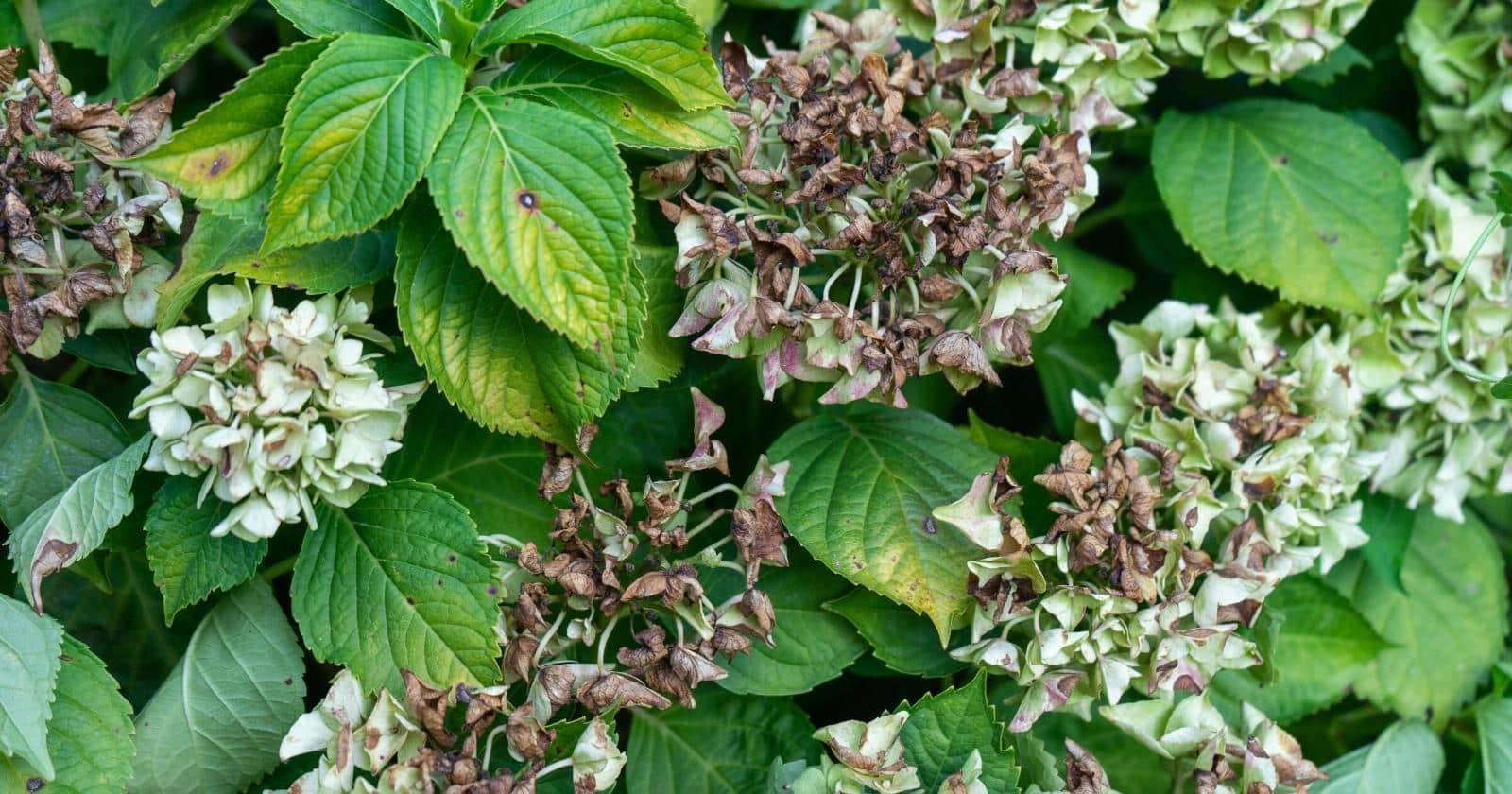 9 common reasons your hydrangea is wilting drooping