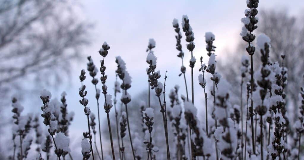 Tall flowers in a field with snow covering them.