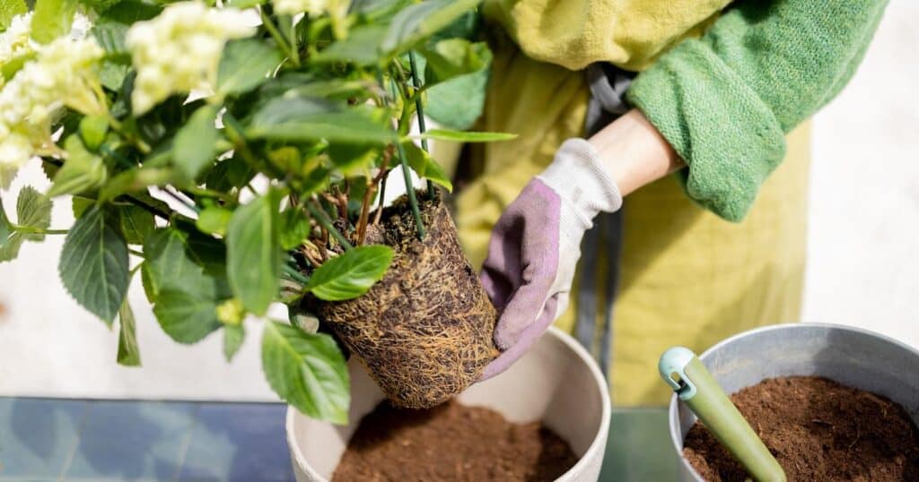 Two gloved hands holding a plant with white flowers, over a white pot filled with dirt.