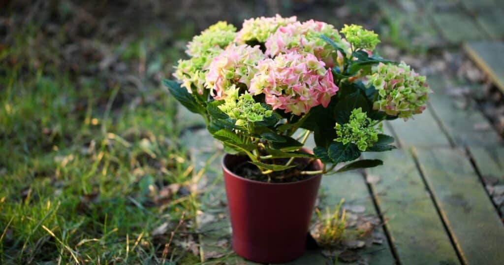 Clusters of light pink and green flowers on top of several green stems, planted in a red pot on the ground.