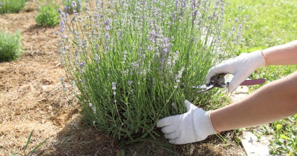 Green bush with tall stems and purple flowers on top of each stem, being cut with clippers by a pair of gloved hands.