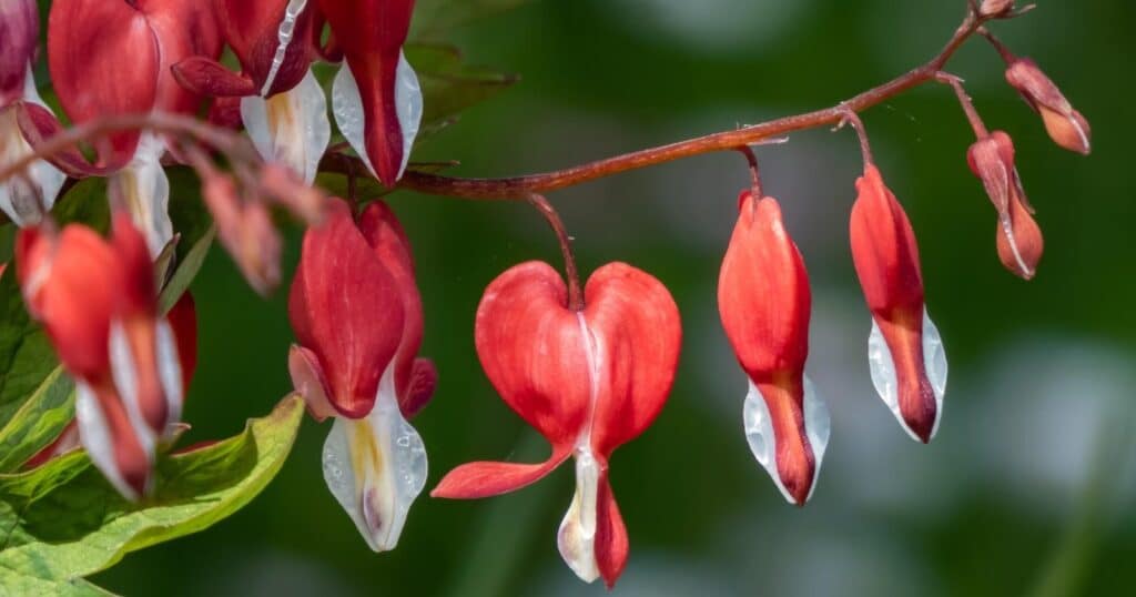 Red heart shaped flowers hanging down from a vine. 