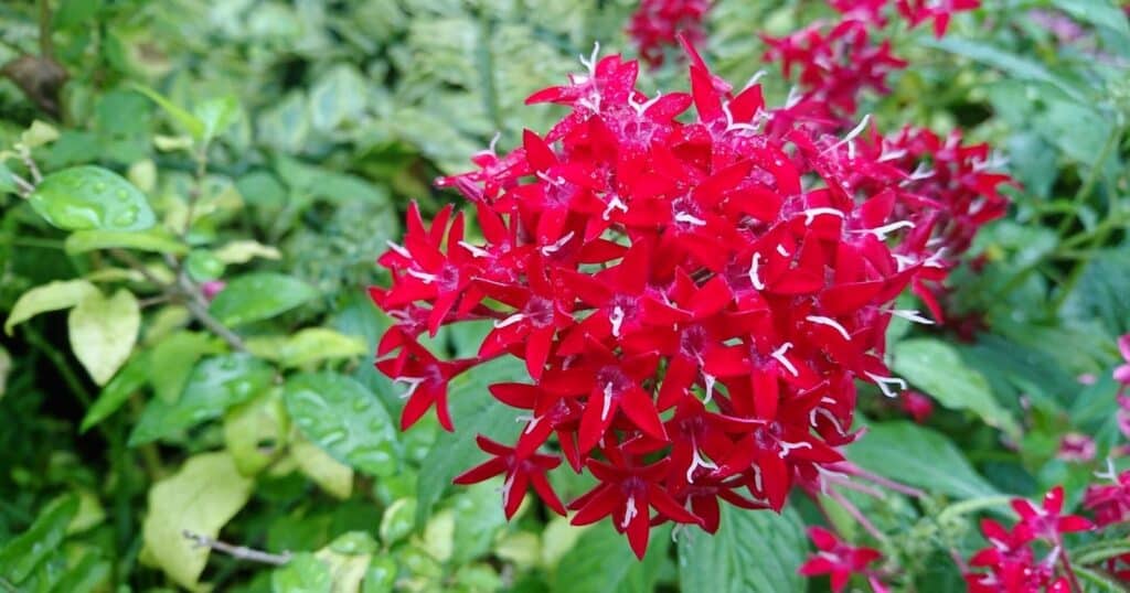 Large bright red cluster of tiny, star shaped flowers with white stamen in the center of each flower.