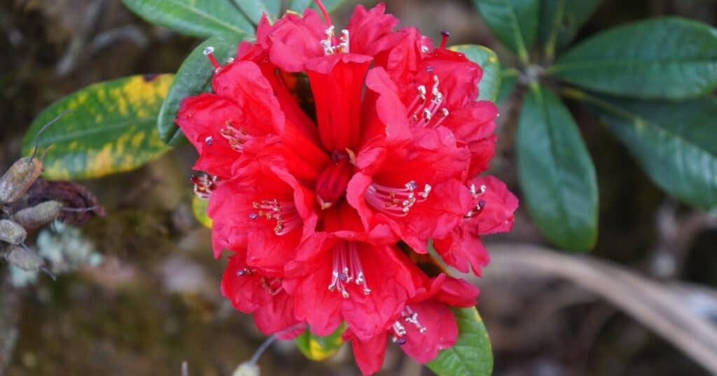 Ball of bright red flowers. Each flower is trumpet shaped with rippled petals and long white stamen sticking out from the centers.