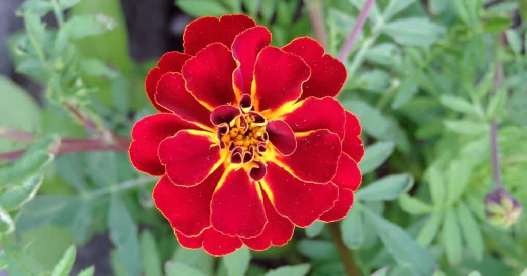 Bright red flower with a dozen rounded petals layered all around it. The center of the flower is bright yellow.