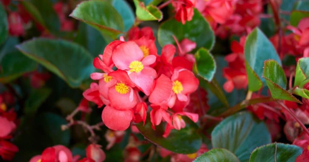 Cluster of red flowers with small rounded petals. Each flower has a bright yellow center, surrounded by waxy green leaves.