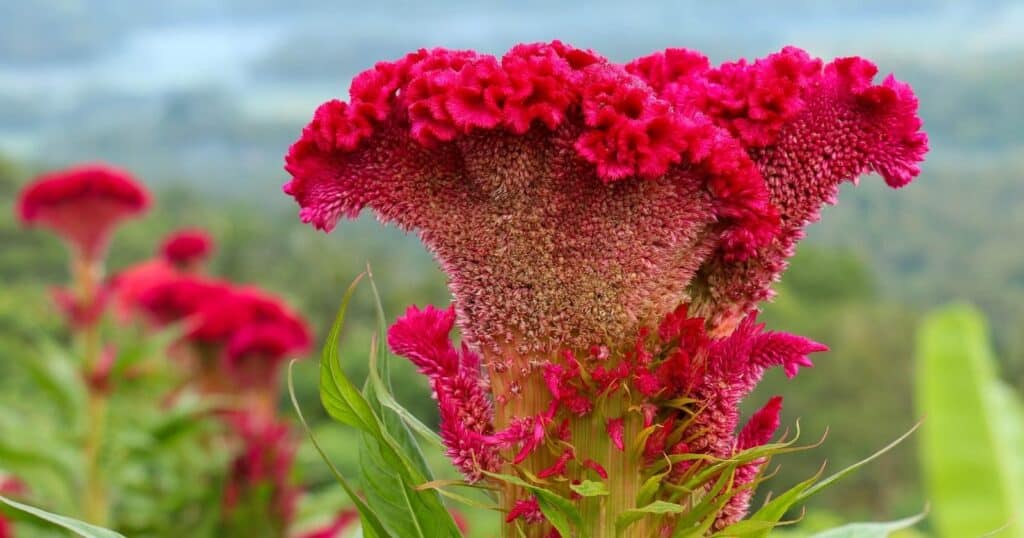 Large red, cone shaped flower with a ruffled, textured looking top.