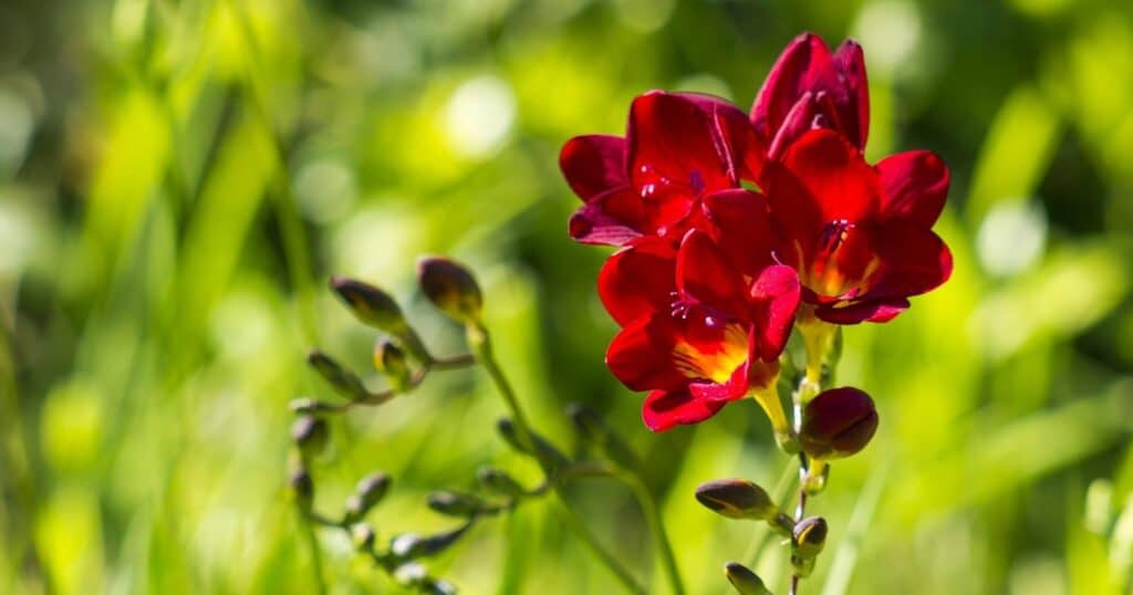 Cluster of four deep red flowers growing out of the top of one stem. Each flower has six oval shaped petals and a bright yellow center.