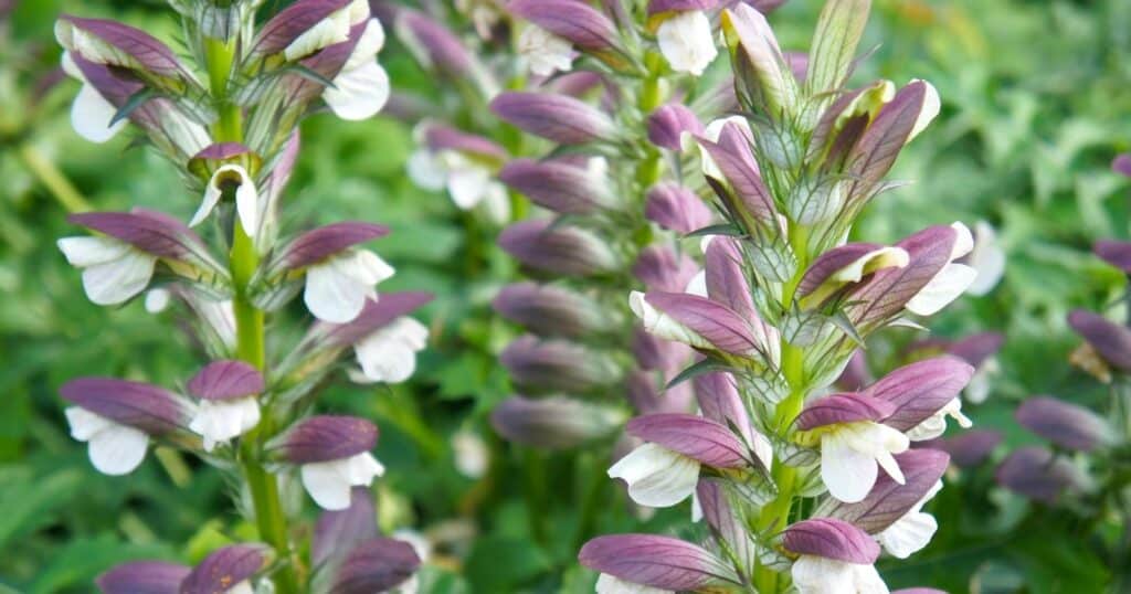 Close up of thick long stems with large, glossy, deeply lobed leaves and tall flower spikes that are covered in white flowers.