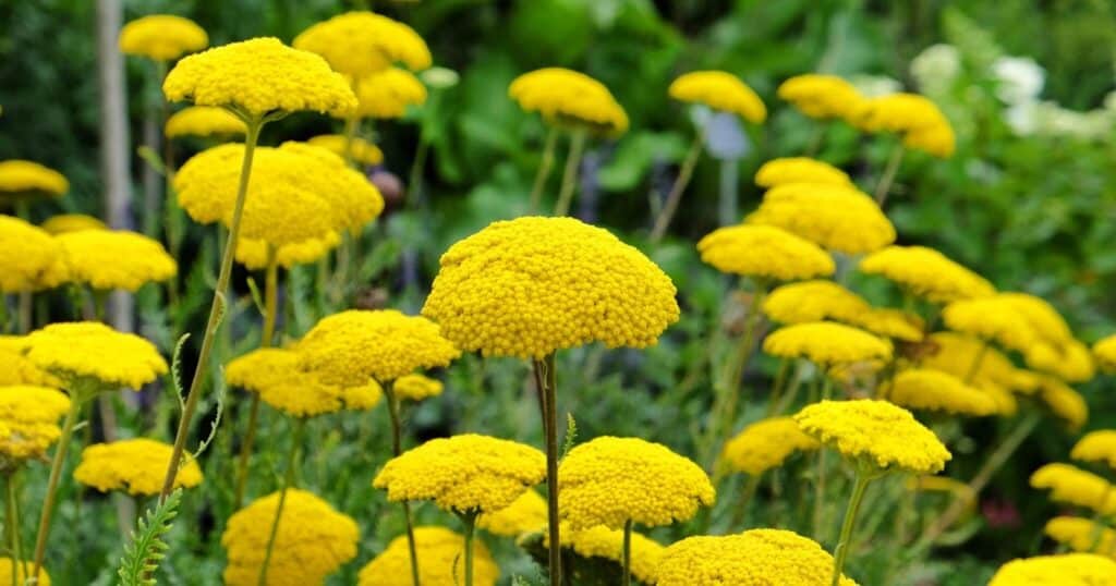 Filed of tall light green stalks with large clusters of tiny, yellow flowers growing on the top of each stem.