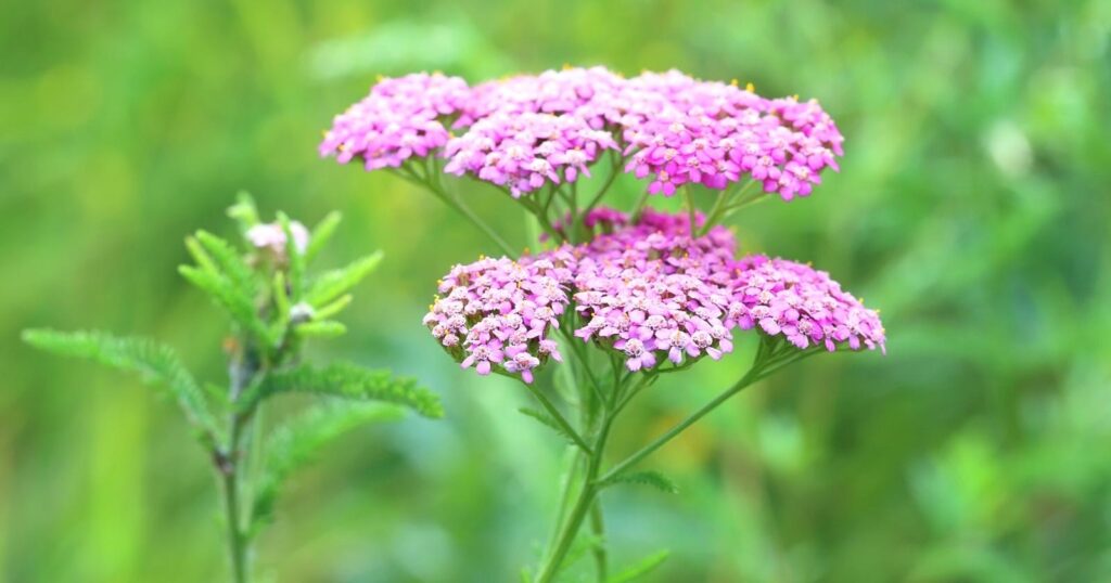 Tall flower stalk with a cluster of tiny pink flowers in a rounded dome at the top.