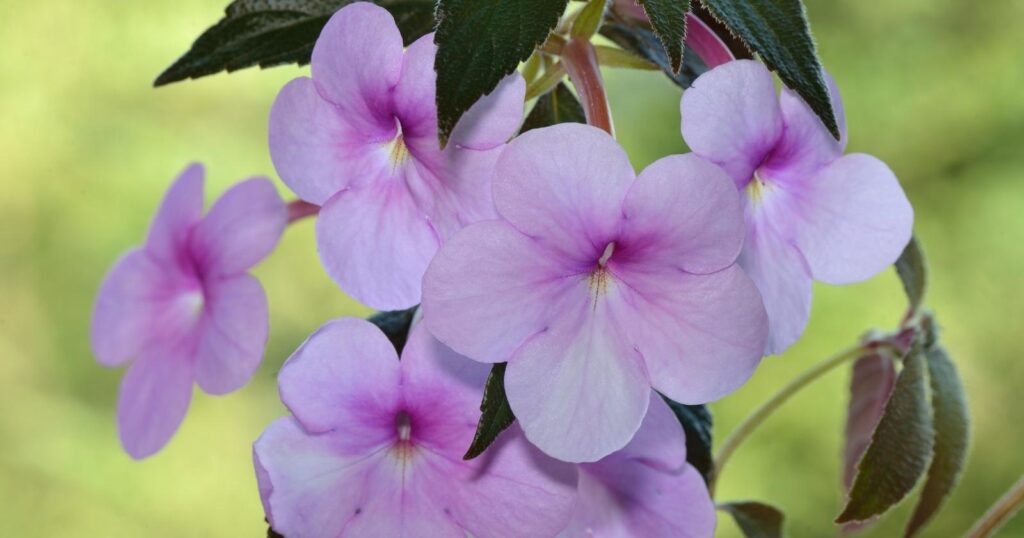 Six light purple flowers growing together off of a branch. Each flower has five, flat, rounded petals with a tiny light yellow center.