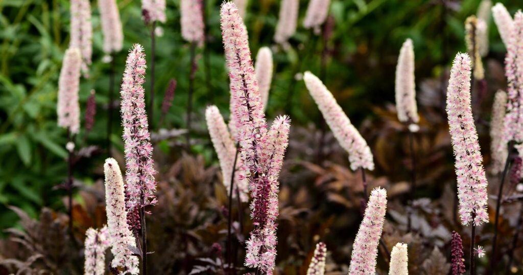 Field of tall, chocolate colored flower stalks with tiny, spiky, light pink, flowers growing up each stalk in a tube like form.
