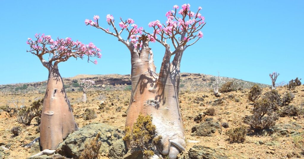 Two odd shaped trees in the middle of the desert. Each tree has a thick, wide tree trunk that narrows at the top, with skinny, spindle like branches with pink flowers all over it.