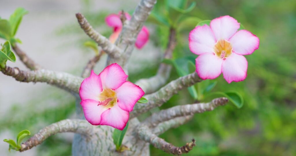Close up of two pink flowers on the tips of spindle like branches. Each flower has five, delicate petals with pink edges and a light pink center.
