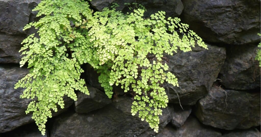 Tiny clusters of leaves growing on the side of a rock wall.