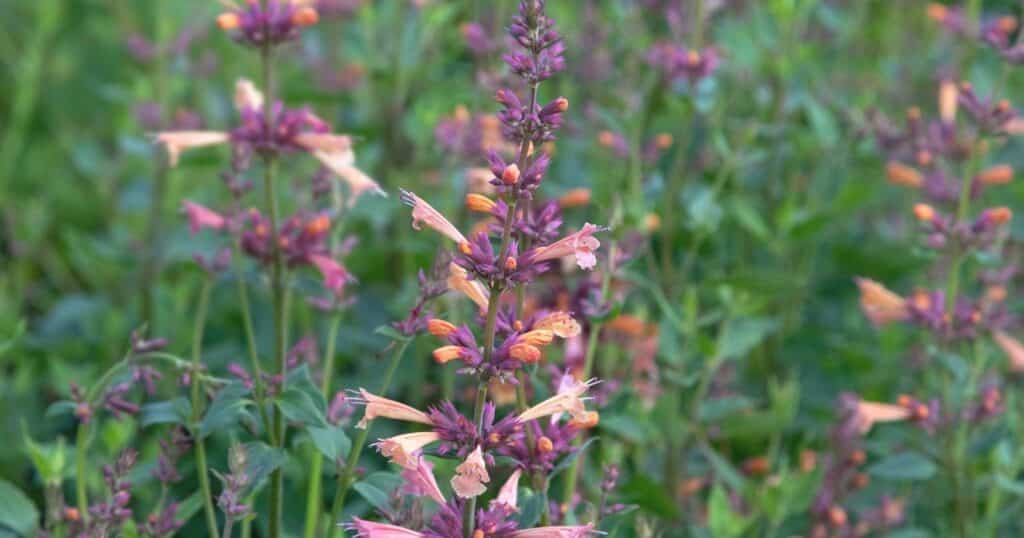 Tall flower stalks with peach and purple colored, trumpet shaped flowers growing up the stem. 