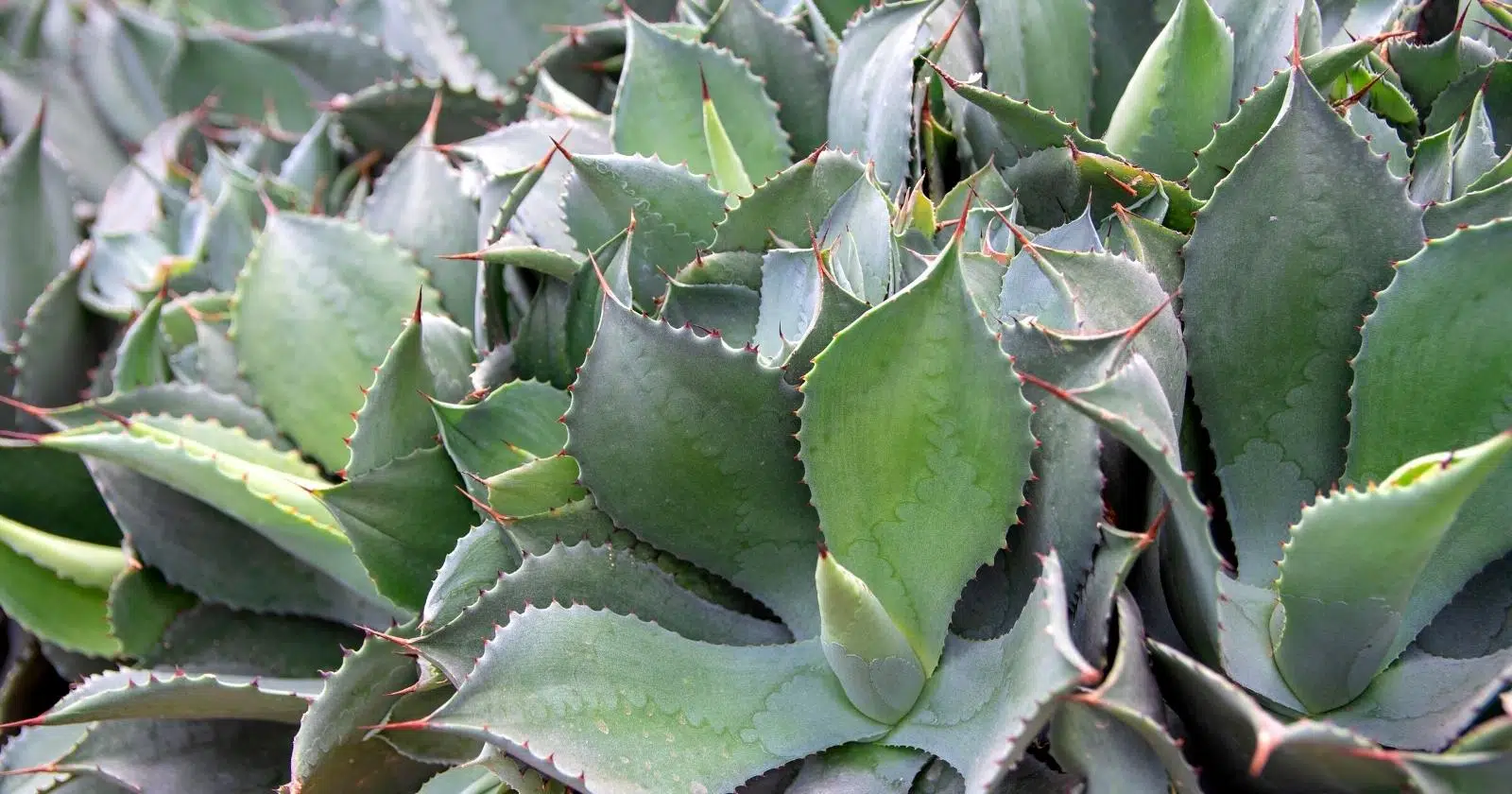 Agave tequilana
