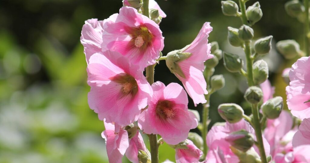 Tall pink flower stalks. Each flower growing up the stalk has six large paper like petals  with a ruffled edges.
