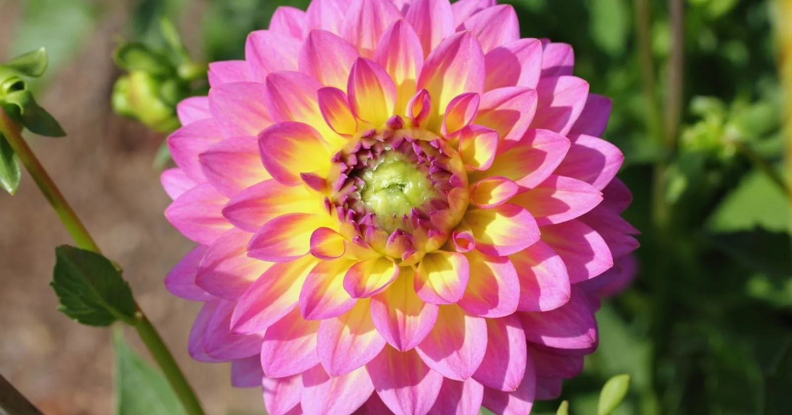 All Season Blooming Dahlia Flower