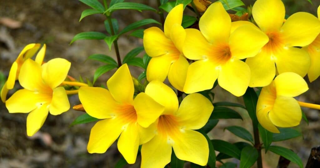 Close up of small yellow flowers bunched together on a green bush. Each flower has five, yellow star shaped petals that cup down into a tube down in the center of the petals.