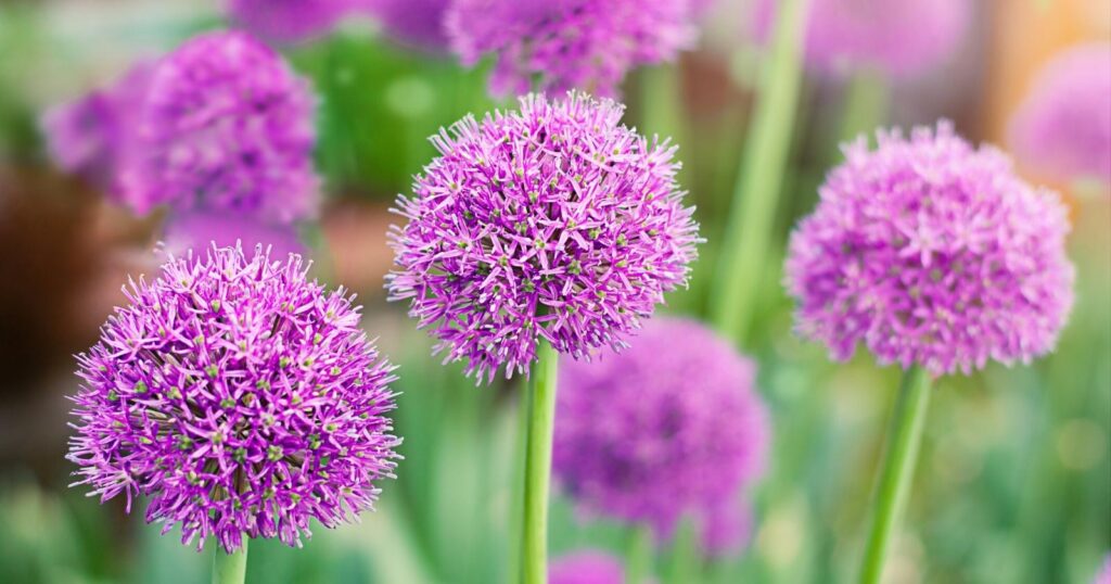 Close up of several tall, green flower stalks with a cluster of small, purple, balls of star shaped flowers growing on the top of each stem.