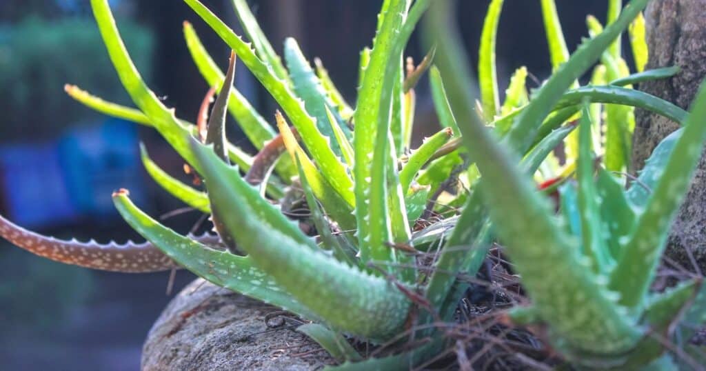 Close up of spikey green plant in a pot.