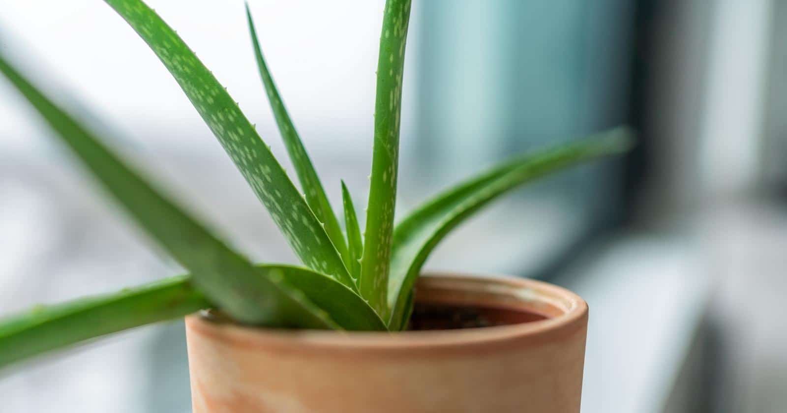 How to Repot Aloe Vera in 7 Simple Steps