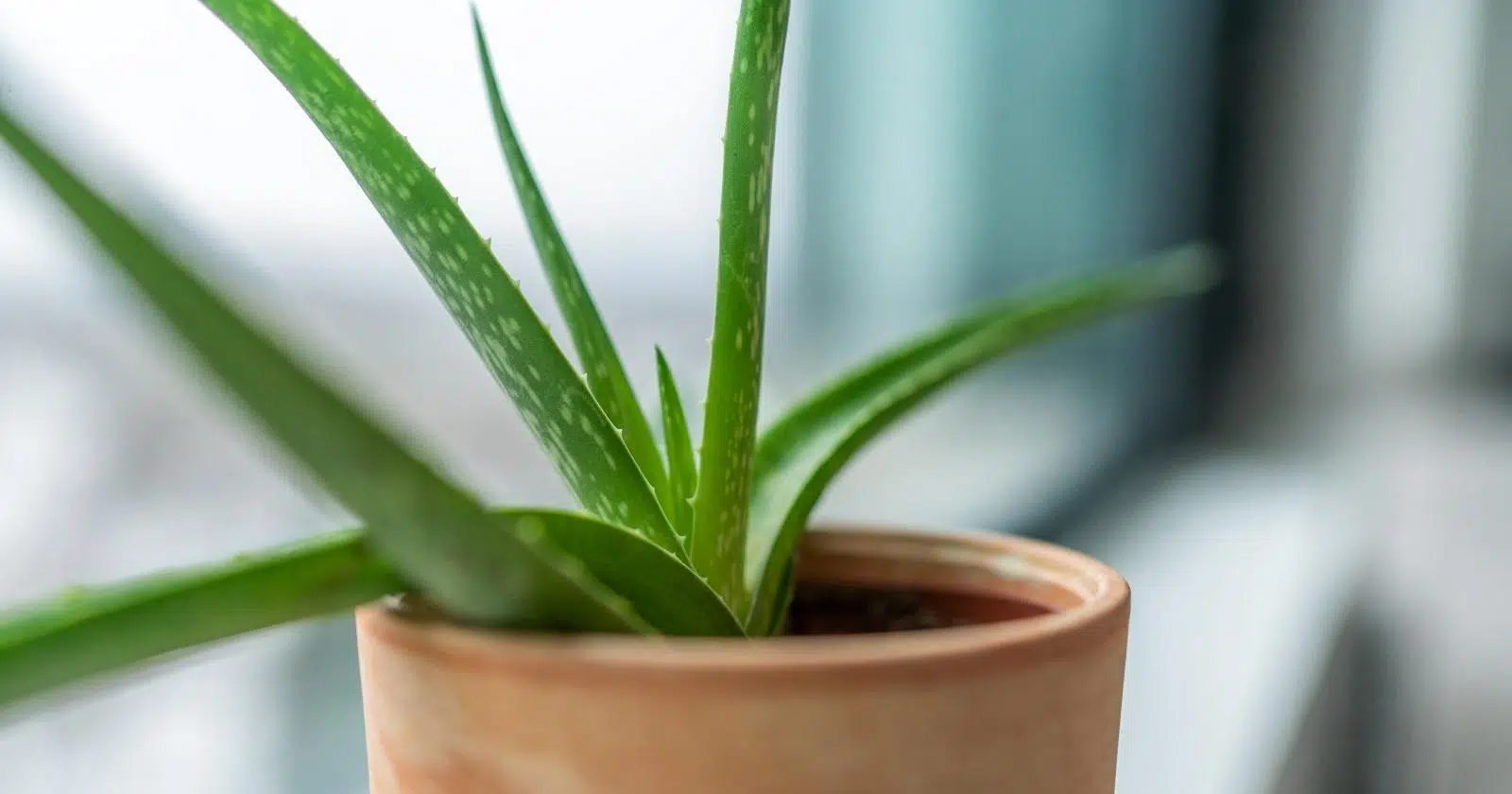 Repot Aloe Vera