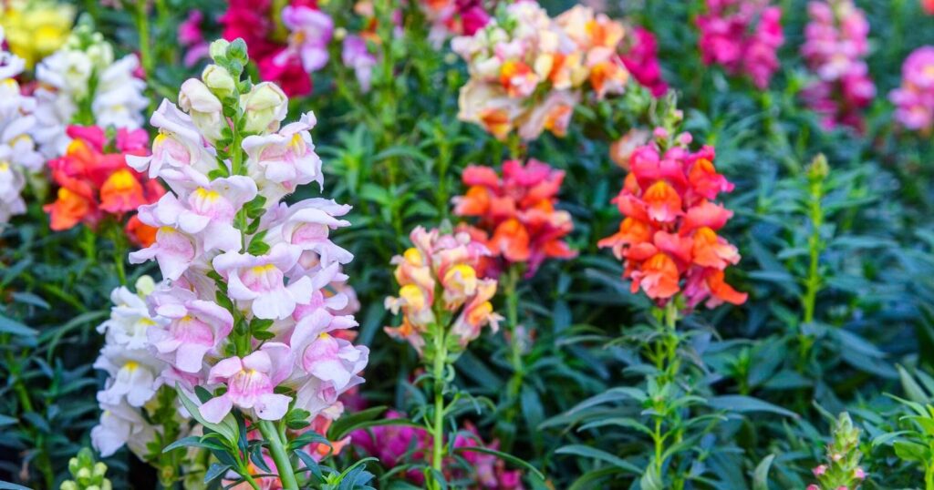 Field of tall colorful flowers. Each flower has clusters of lobed flowers bunched together forming a cone shape on the tall stalk. 