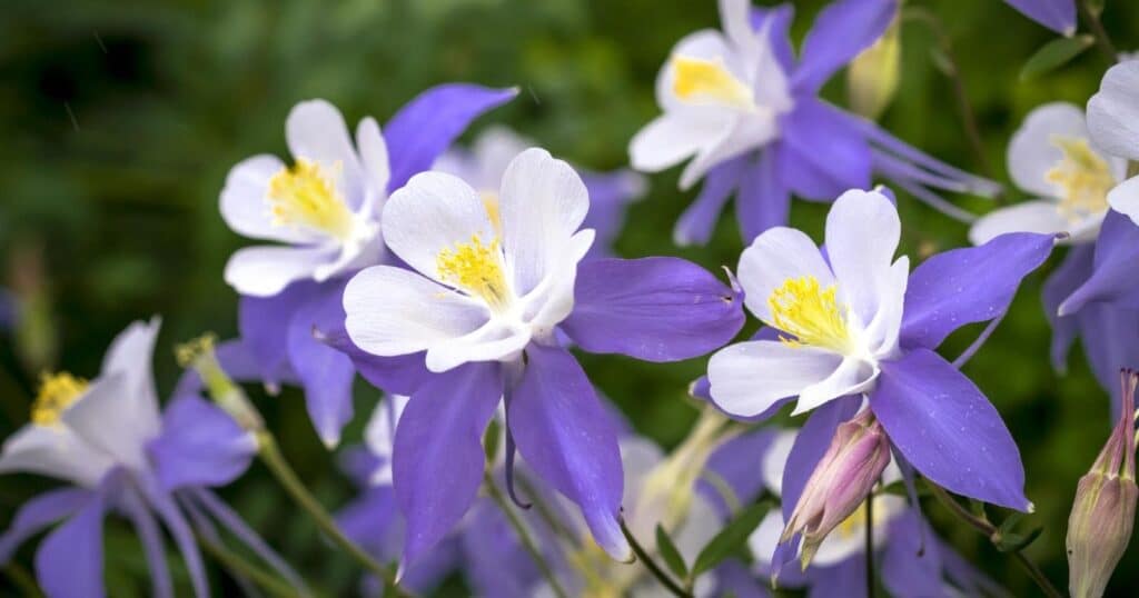 Close up of white and purple flowers. Each flower has five-petaled flowers that have long, purple backward-extending spurs as pouch-like extensions of the petals. Center has long yellow sprays of stamen.