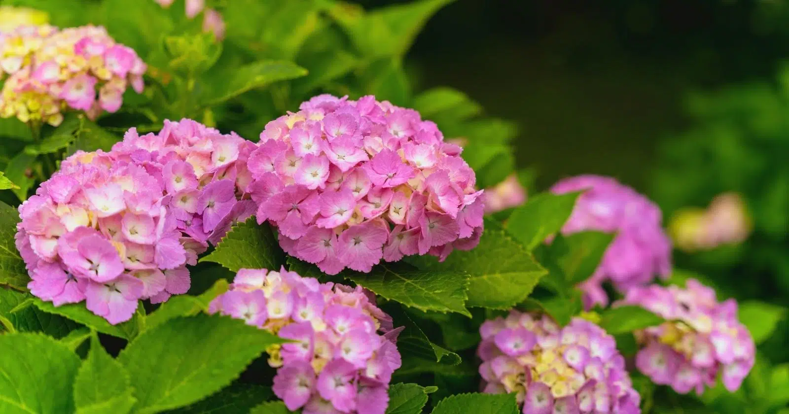 Are Hydrangeas Annual, Biennial, or Perennial Shrubs