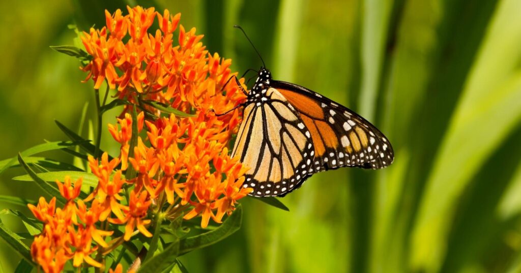 Monarch butterfly on a bright orange flower, Flower has tiny little flowers clustered on the top of the stem.