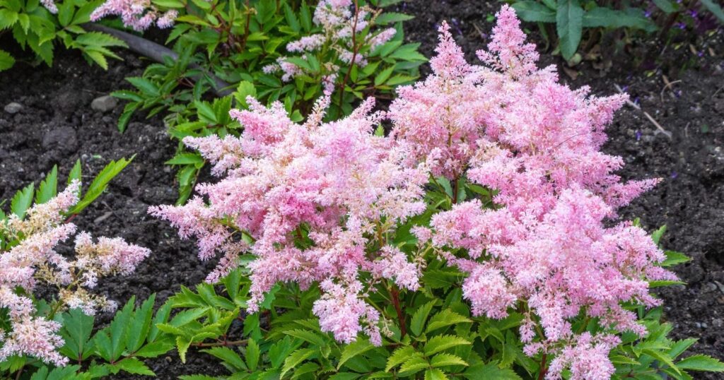 Green bush with tall flower stalks with clusters of tiny, pink, fluffy flowers on top of each stem.