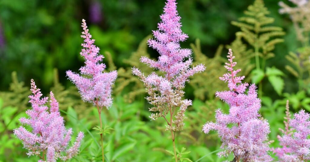 Tall flower stalks with tiny, fluffy, pink flowers clustered at the tops of each stem.