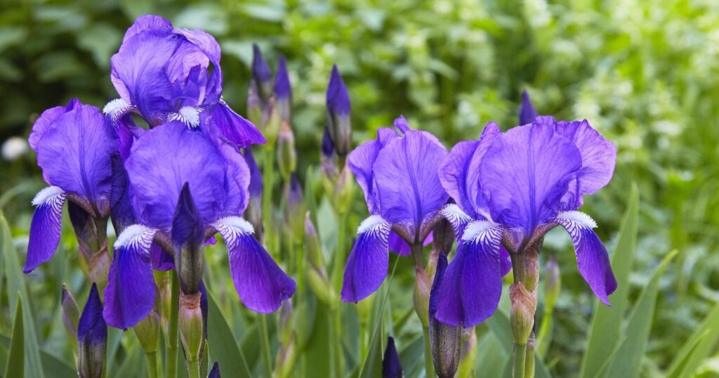 Field of deep purple flowers with three petals drooping down and the rest folding up, with ruffled petals.