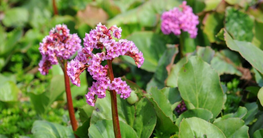 Close up of tiny pink flowers clustered on top of thick, reddish stems. 